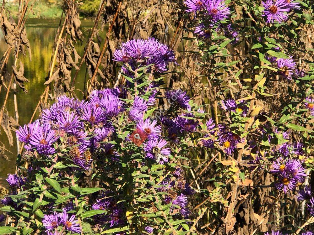 Bruce Vento Nature Sanctuary