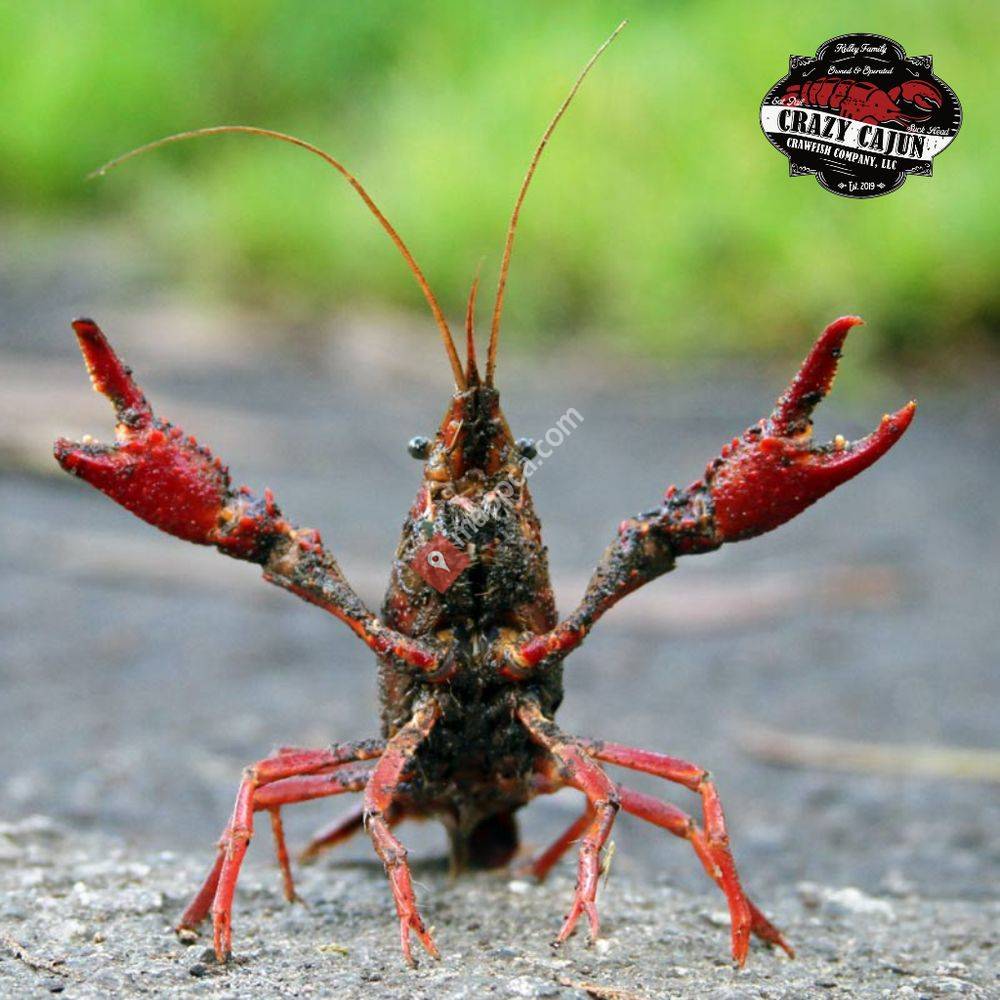 Crazy Cajun Crawfish