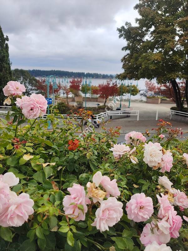 Downtown Nanaimo