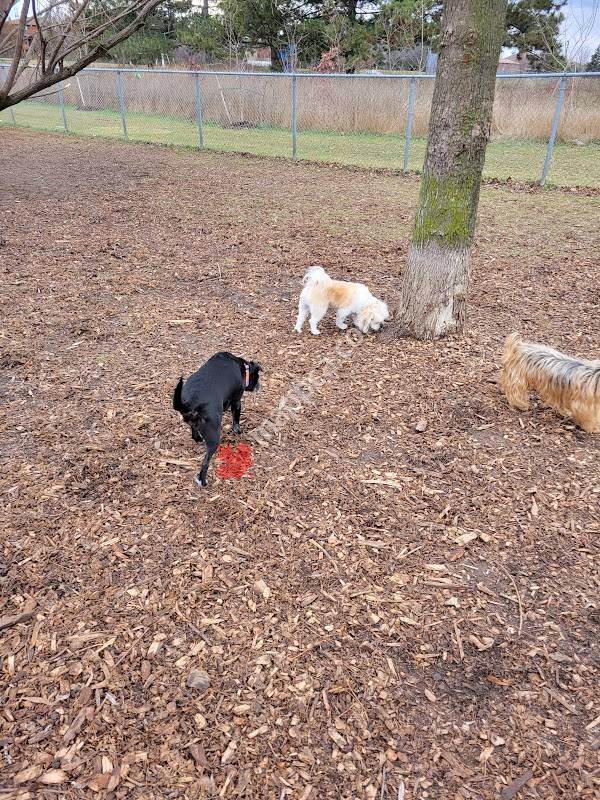 Garnetwood Park Off- Leash Dogs park