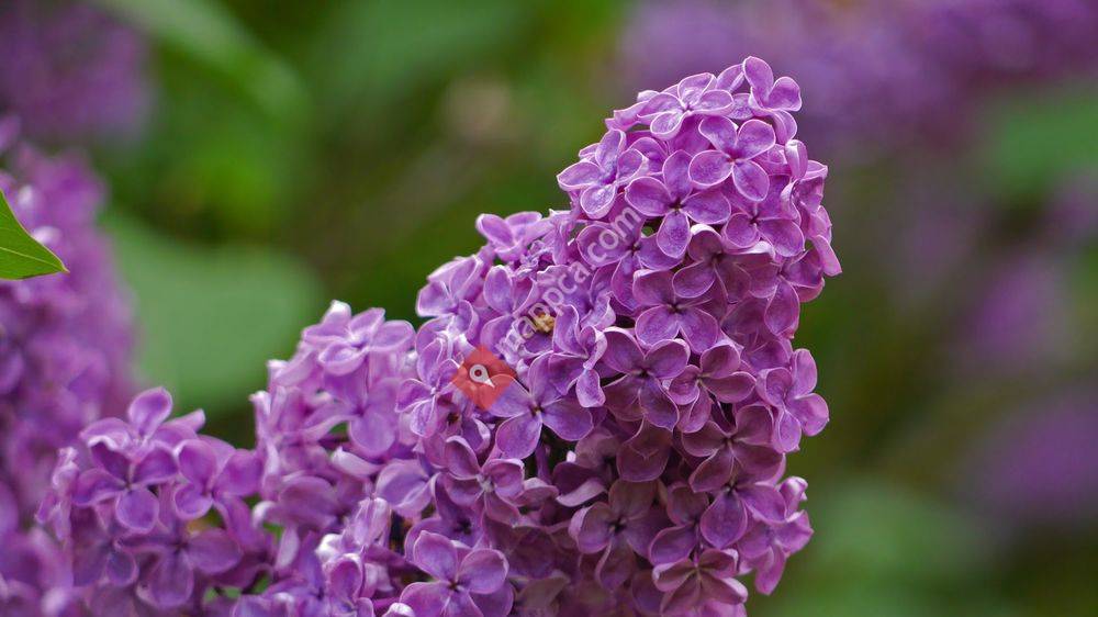 Hulda Klager Lilac Gardens