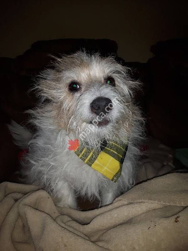 Mitch's Dog Grooming