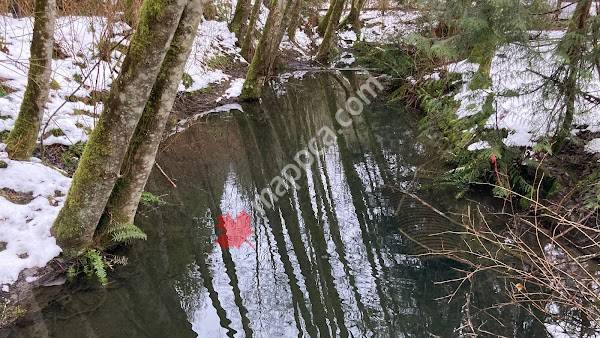 Morten Creek Hatchery