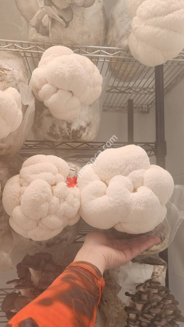 Muskoka Mushroom & Plant Store