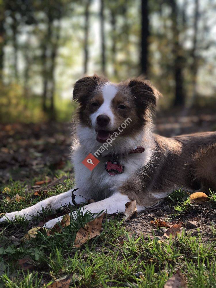 Orion Oaks Dog Park