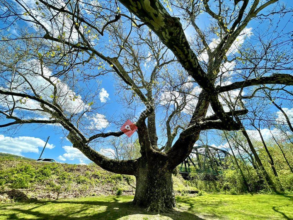Pinchot Sycamore Tree Park