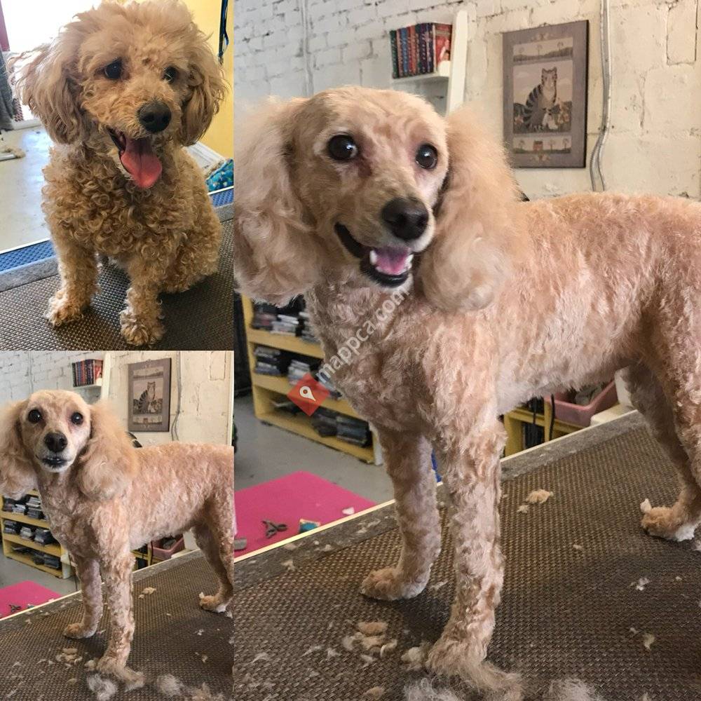 Pretty Beastie Pet Grooming
