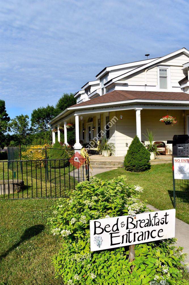 Prince Edward County Lavender