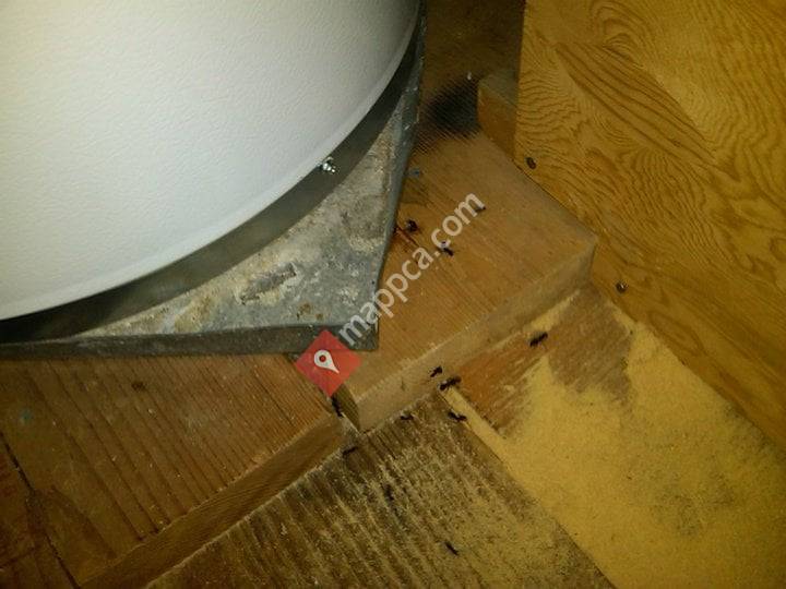 Solutions Pest Control