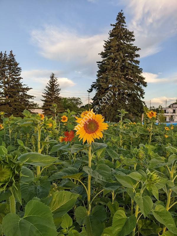 Sunflower Garden